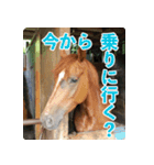 ホーストレッキングファーム三浦海岸の馬達（個別スタンプ：16）