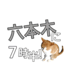 【半】東京ネコ 1.2（個別スタンプ：2）