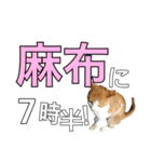 【半】東京ネコ 1.2（個別スタンプ：3）