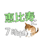 【半】東京ネコ 1.2（個別スタンプ：4）
