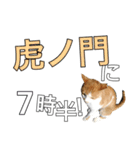 【半】東京ネコ 1.2（個別スタンプ：22）