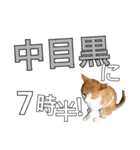 【半】東京ネコ 1.2（個別スタンプ：24）