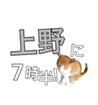 【半】東京ネコ 1.2（個別スタンプ：25）
