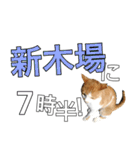 【半】東京ネコ 1.2（個別スタンプ：32）
