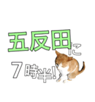 【半】東京ネコ 1.2（個別スタンプ：34）