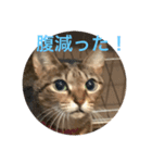 なな＆ココ（個別スタンプ：6）