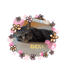 家のロク3（個別スタンプ：1）