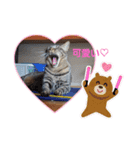 家のロク3（個別スタンプ：3）