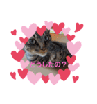家のロク3（個別スタンプ：4）
