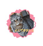 家のロク3（個別スタンプ：12）