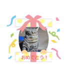 家のロク3（個別スタンプ：16）