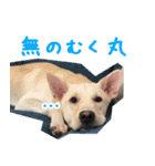 保護犬むく丸スタンプ1（個別スタンプ：13）