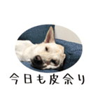 保護犬むく丸スタンプ1（個別スタンプ：15）