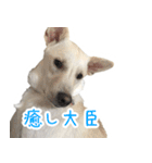 保護犬むく丸スタンプ1（個別スタンプ：16）