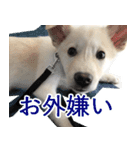 保護犬むく丸スタンプ1（個別スタンプ：20）