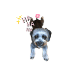 パンダ犬 モグたん（個別スタンプ：5）