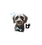 パンダ犬 モグたん（個別スタンプ：6）