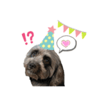 パンダ犬 モグたん（個別スタンプ：10）