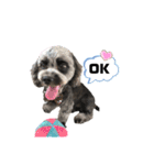 パンダ犬 モグたん（個別スタンプ：11）
