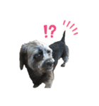 パンダ犬 モグたん（個別スタンプ：14）