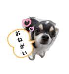 うちのきんひめぷう（個別スタンプ：10）