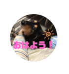 ありがとう。フォルテ(^^)（個別スタンプ：1）