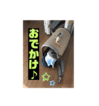 ありがとう。フォルテ(^^)（個別スタンプ：11）