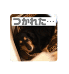 ありがとう。フォルテ(^^)（個別スタンプ：14）