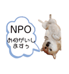 みおたまスタンプ（個別スタンプ：3）