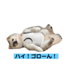 夏バテ気味？（個別スタンプ：6）