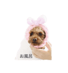 マルちゃんまる（個別スタンプ：1）