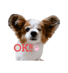 ポッキースタンプ！1（個別スタンプ：1）