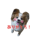 ポッキースタンプ！1（個別スタンプ：4）