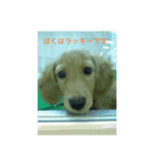 可愛いすぎるラッキーちゃん（個別スタンプ：1）