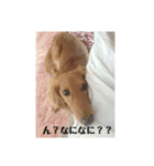 可愛いすぎるラッキーちゃん（個別スタンプ：7）