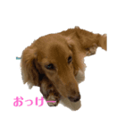 可愛いすぎるラッキーちゃん（個別スタンプ：8）