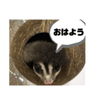 モモンガー2（個別スタンプ：9）