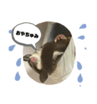 モモンガー2（個別スタンプ：10）