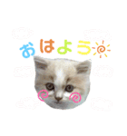 Stellaくんとその仲間たちの日常スタンプ（個別スタンプ：1）