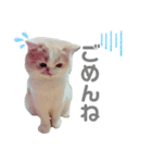 Stellaくんとその仲間たちの日常スタンプ（個別スタンプ：4）