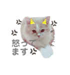 Stellaくんとその仲間たちの日常スタンプ（個別スタンプ：5）