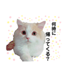 Stellaくんとその仲間たちの日常スタンプ（個別スタンプ：7）