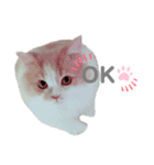 Stellaくんとその仲間たちの日常スタンプ（個別スタンプ：9）