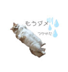 Stellaくんとその仲間たちの日常スタンプ（個別スタンプ：11）