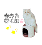 Stellaくんとその仲間たちの日常スタンプ（個別スタンプ：13）