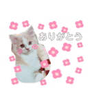 Stellaくんとその仲間たちの日常スタンプ（個別スタンプ：14）