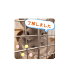 チンチラふうた（個別スタンプ：8）