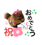 ポメラニアン 姫ちゃん⑨（個別スタンプ：1）