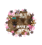 ポメラニアン 姫ちゃん⑨（個別スタンプ：12）