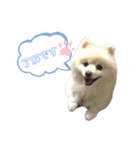 ポメラニアンのマフィン（個別スタンプ：2）